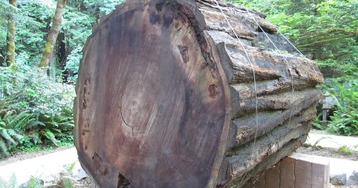 A giant fallen redwood log in Humboldt Redwoods State Park