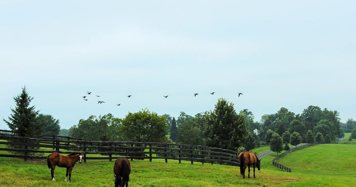 Horses grazing on a farm in Lexington, Kentucky