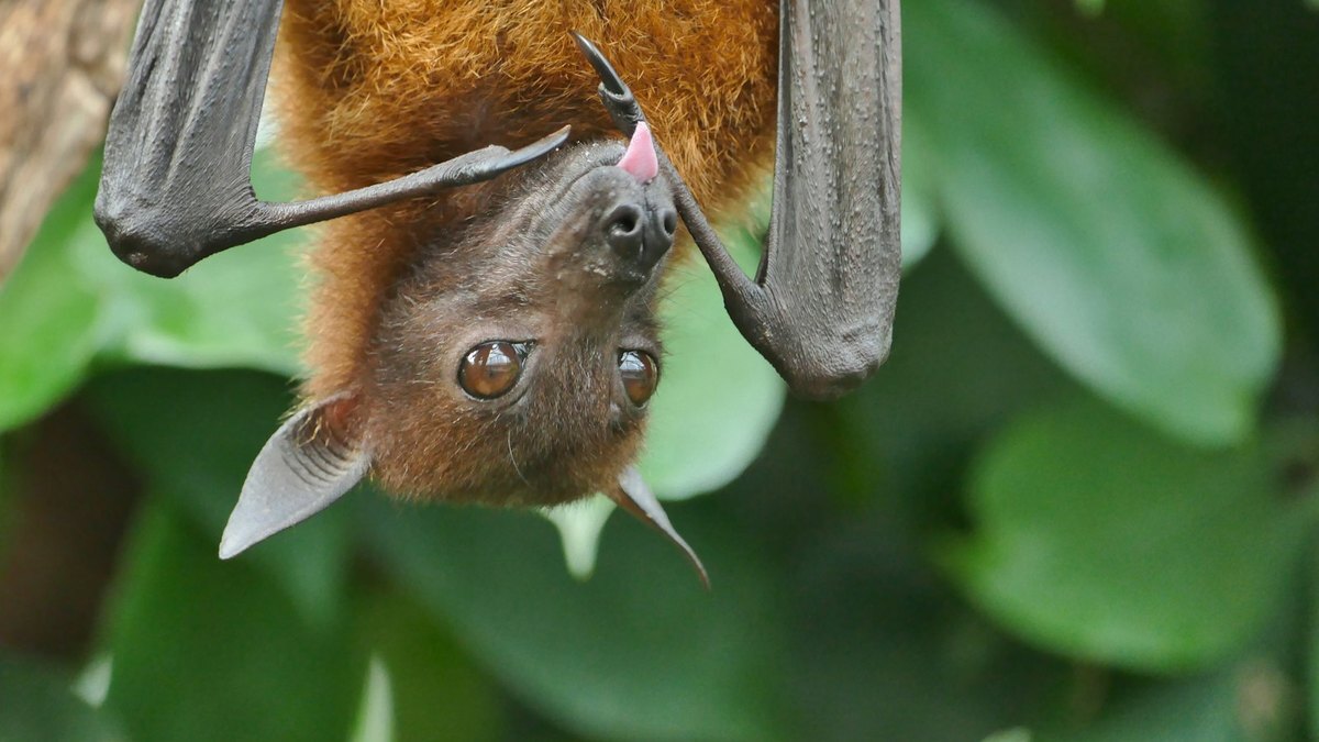 A fruit bat hanging upside down against green leaves