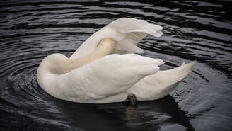 A white swan preening its feathers on dark water