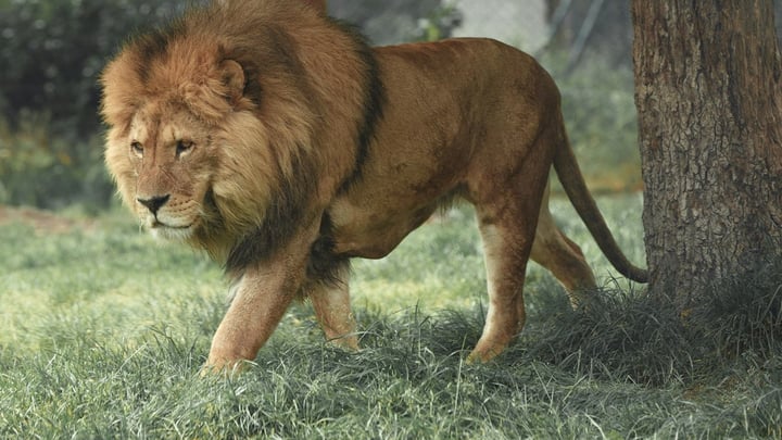 A majestic lion resting, representing a fun day out at the zoo