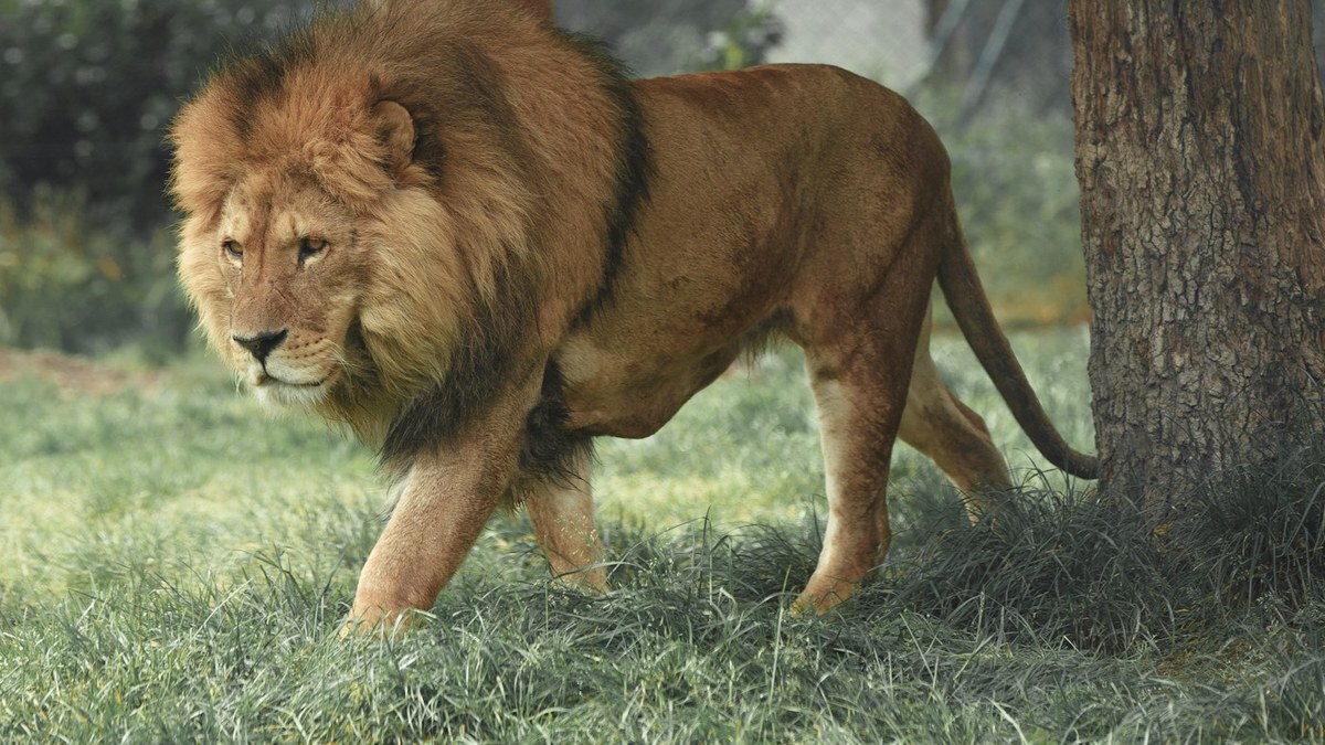 A majestic lion resting, representing a fun day out at the zoo