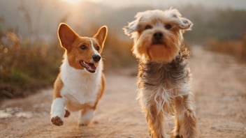 Two happy dogs running together across a grassy field on a sunny day
