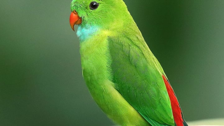 A bird of prey perched outdoors with sharp eyes and detailed feathers