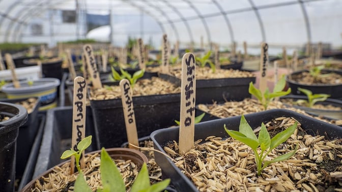 Seedlings growing in a greenhouse