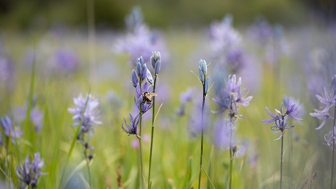 Purple camas flowers blooming in a meadow